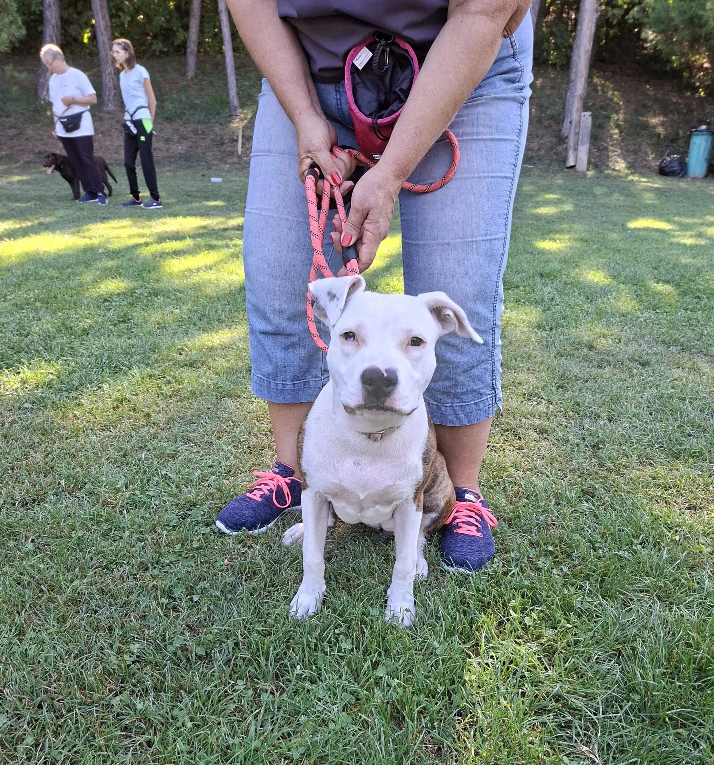 Syrius Kutyaiskola, kutyaóvodai foglalkozás - Minnie, az amstaff-kölyök 2025-09-20.