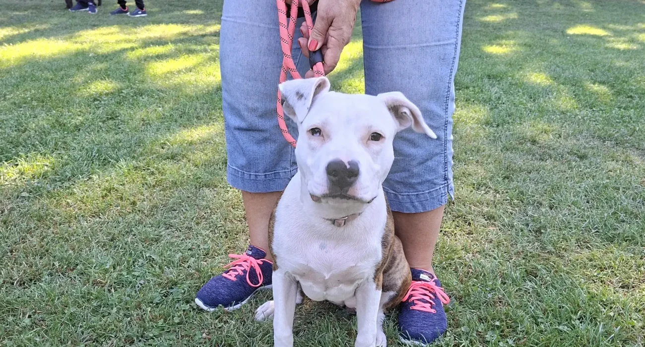 Syrius Kutyaiskola, kutyaóvodai foglalkozás - Minnie, az amstaff-kölyök 2025-09-20.