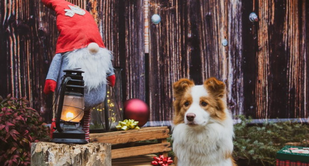 Syrius-karacsonyi -kepek- 2025-069_átméretezve