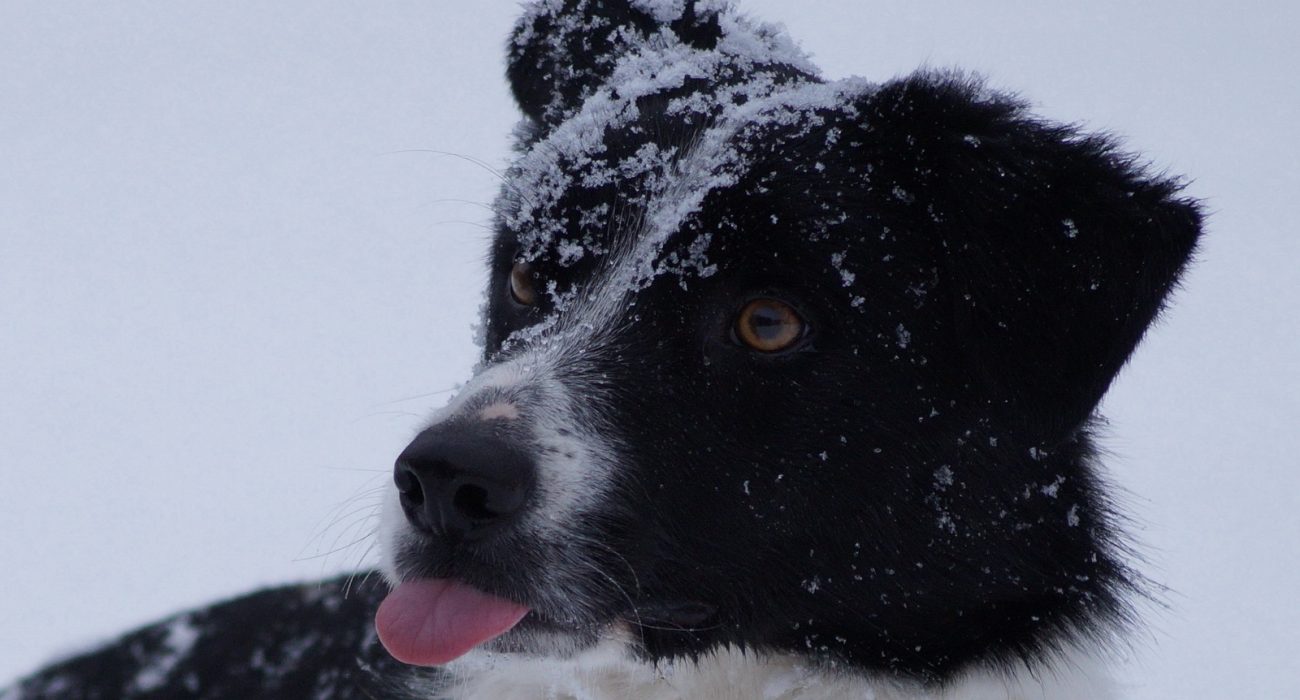 Syrius-teli-kepek-11