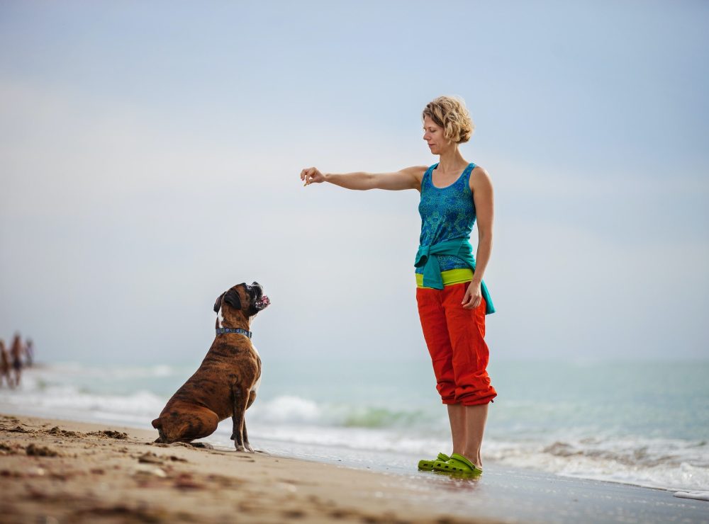 young-woman-giving-commands-to-boxer-dog-while-walking-on-beach.jpg
